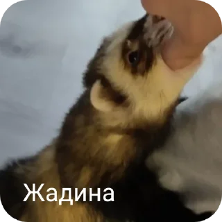 🐱 emoji Хорьке & Ferrets Telegram sticker 21 of 37