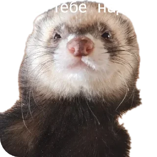 ❓ emoji Хорьке & Ferrets Telegram sticker 2 of 37