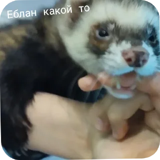 🤫 emoji Хорьке & Ferrets Telegram sticker 23 of 37