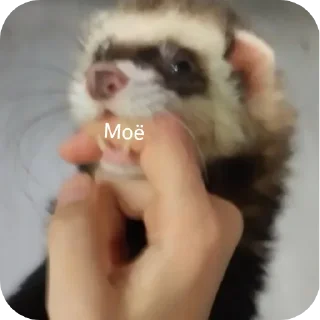 ❓ emoji Хорьке & Ferrets Telegram sticker 24 of 37