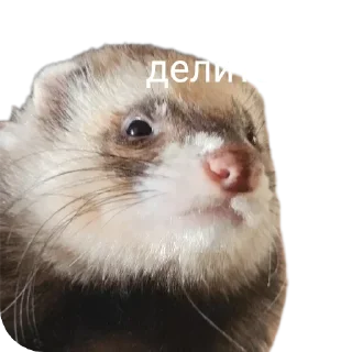 🤨 emoji Хорьке & Ferrets Telegram sticker 1 of 37