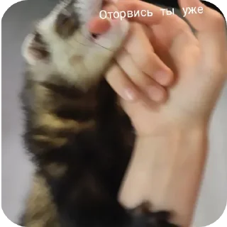 🤫 emoji Хорьке & Ferrets Telegram sticker 22 of 37