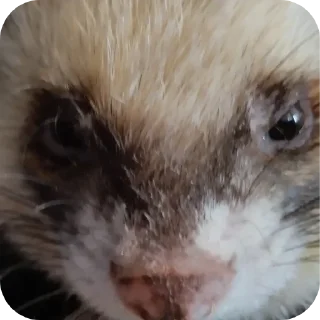 😡 emoji Хорьке & Ferrets Telegram sticker 16 of 37