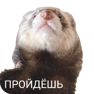 ❓ emoji Хорьке & Ferrets Telegram sticker 6 of 37