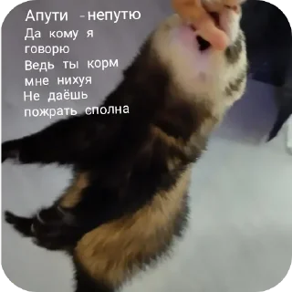 🐱 emoji Хорьке & Ferrets Telegram sticker 20 of 37