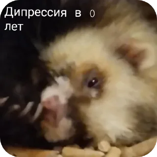 🫣 emoji Хорьке & Ferrets Telegram sticker 12 of 37