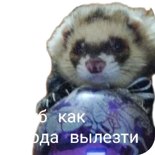 🎄 emoji Хорьке & Ferrets Telegram sticker 15 of 37