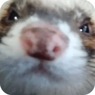 😡 emoji Хорьке & Ferrets Telegram sticker 17 of 37