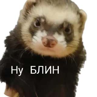 😕 emoji Хорьке & Ferrets Telegram sticker 19 of 37