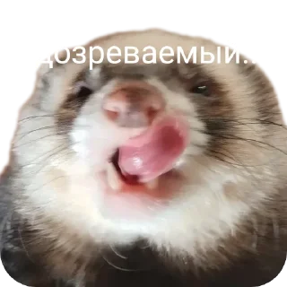 😑 emoji Хорьке & Ferrets Telegram sticker 5 of 37