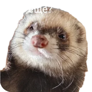 ❓ emoji Хорьке & Ferrets Telegram sticker 8 of 37