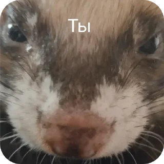 🫵 emoji Хорьке & Ferrets Telegram sticker 10 of 37