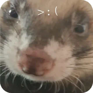 ⁉ emoji Хорьке & Ferrets Telegram sticker 11 of 37