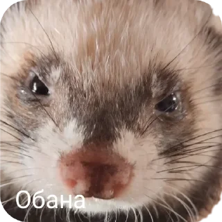 ❗ emoji Хорьке & Ferrets Telegram sticker 7 of 37