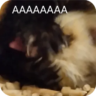 🫣 emoji Хорьке & Ferrets Telegram sticker 13 of 37
