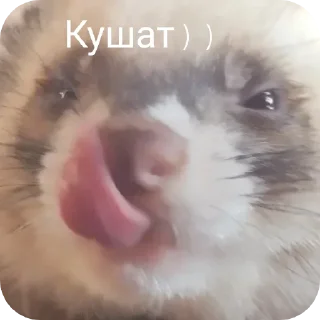 🥩 emoji Хорьке & Ferrets Telegram sticker 3 of 37