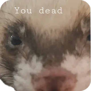 👀 emoji Хорьке & Ferrets Telegram sticker 9 of 37