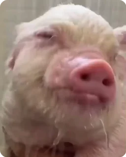 🐽 emoji стикеры Насти Telegram sticker 13 of 17