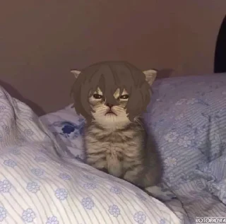 🌟 emoji Дазай Котик || БСД Telegram sticker 24 of 30