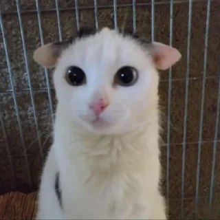 👍 emoji жопа Telegram sticker 16 of 34