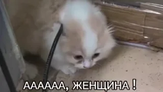 😨 emoji Гиф стикеры Telegram sticker 19 of 42