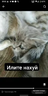 Мемы sticker 1