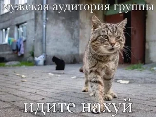 💋 emoji Порно бравал старс бдсм сиськи Telegram sticker 11 of 51