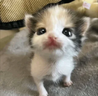 Sticker from кис @lol1_11