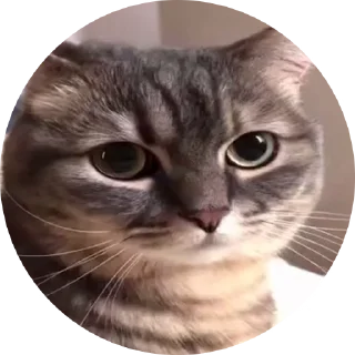 Sticker from Кокоа кружки от @Cocoa_Fans / @Cocoa_Fan @TgEmodziBot