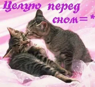 Sticker from ТЫ ЧЕ ЧЕКАНТЕ