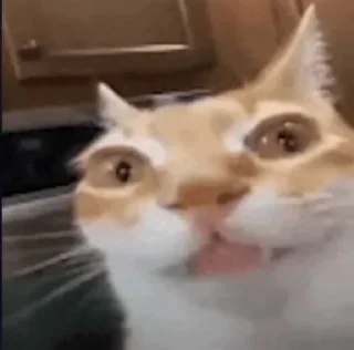 Sticker from Cats