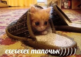 Sticker from котята