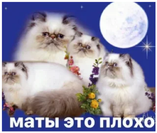 🧐 emoji Бортич ещё украла стикеры Telegram sticker 14 of 120