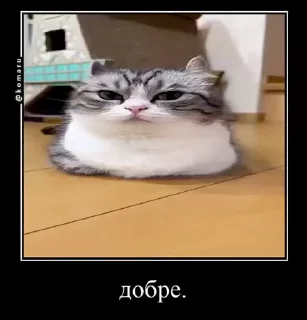 🥰 emoji Пак гения😘 Telegram sticker 19 of 61