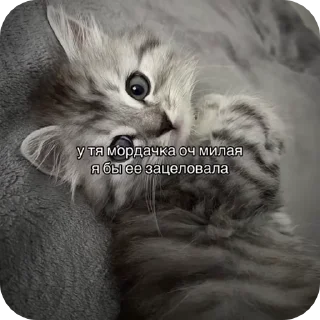 Sticker from милые вп видео