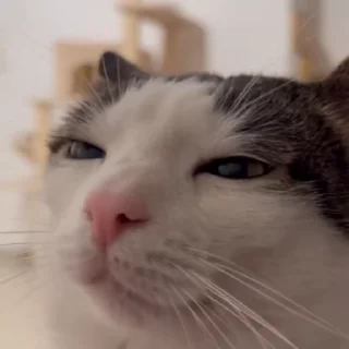 Sticker from Котики 2