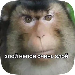 😡 emoji Культурни бибизяни  @persik_jojo Telegram sticker 19 of 120