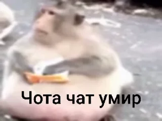 🌟 emoji Культурни бибизяни  @persik_jojo Telegram sticker 14 of 120