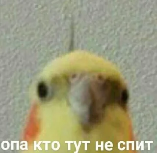 Sticker from вахуи
