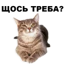 😑 emoji Кошенята @ukrainian_stickers Telegram sticker 9 of 18