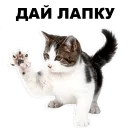 🐾 emoji Кошенята @ukrainian_stickers Telegram sticker 8 of 18