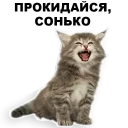 😴 emoji Кошенята @ukrainian_stickers Telegram sticker 16 of 18