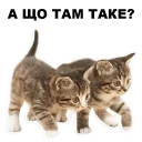 😮 emoji Кошенята @ukrainian_stickers Telegram sticker 12 of 18