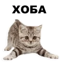 🙂 emoji Кошенята @ukrainian_stickers Telegram sticker 14 of 18