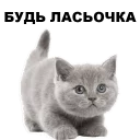 😇 emoji Кошенята @ukrainian_stickers Telegram sticker 1 of 18