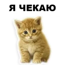 😏 emoji Кошенята @ukrainian_stickers Telegram sticker 17 of 18