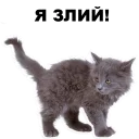 😤 emoji Кошенята @ukrainian_stickers Telegram sticker 6 of 18