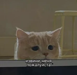 Sticker from Kittens