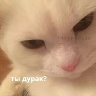 Sticker from Kittens