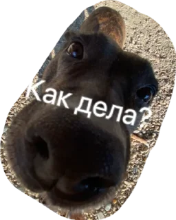 😈 emoji Диша топ Telegram sticker 8 of 44
